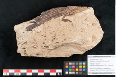 Foto (Objekt + Etikett) von Equisetum haeringianum Ettingshausen (NHMW-GEO-2024-0188-8204)